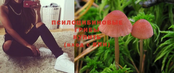 сатива Новокубанск